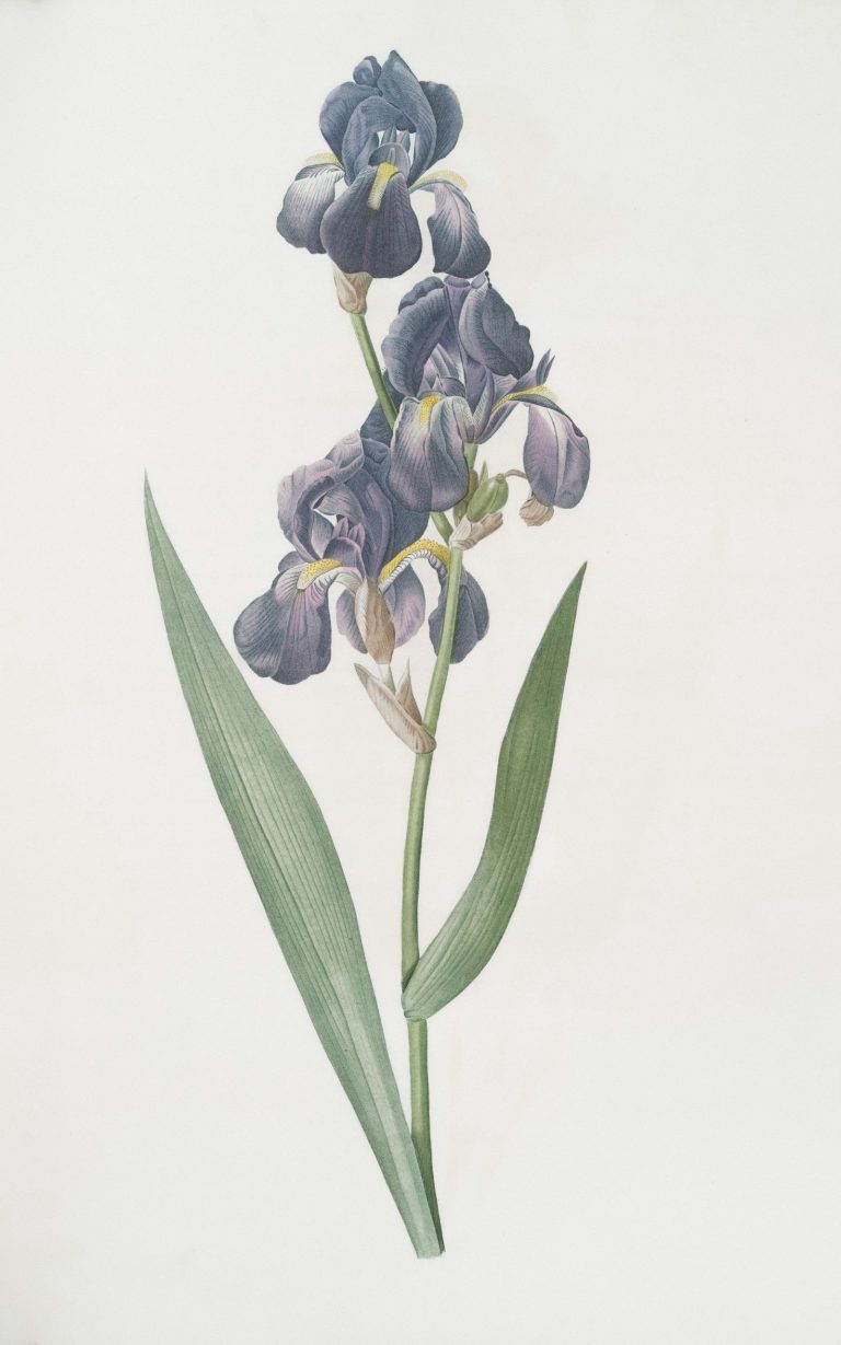 fleur d'iris violet foncé avec feuilles vertes, une des matières premières couvertes dans le guide parfumerie