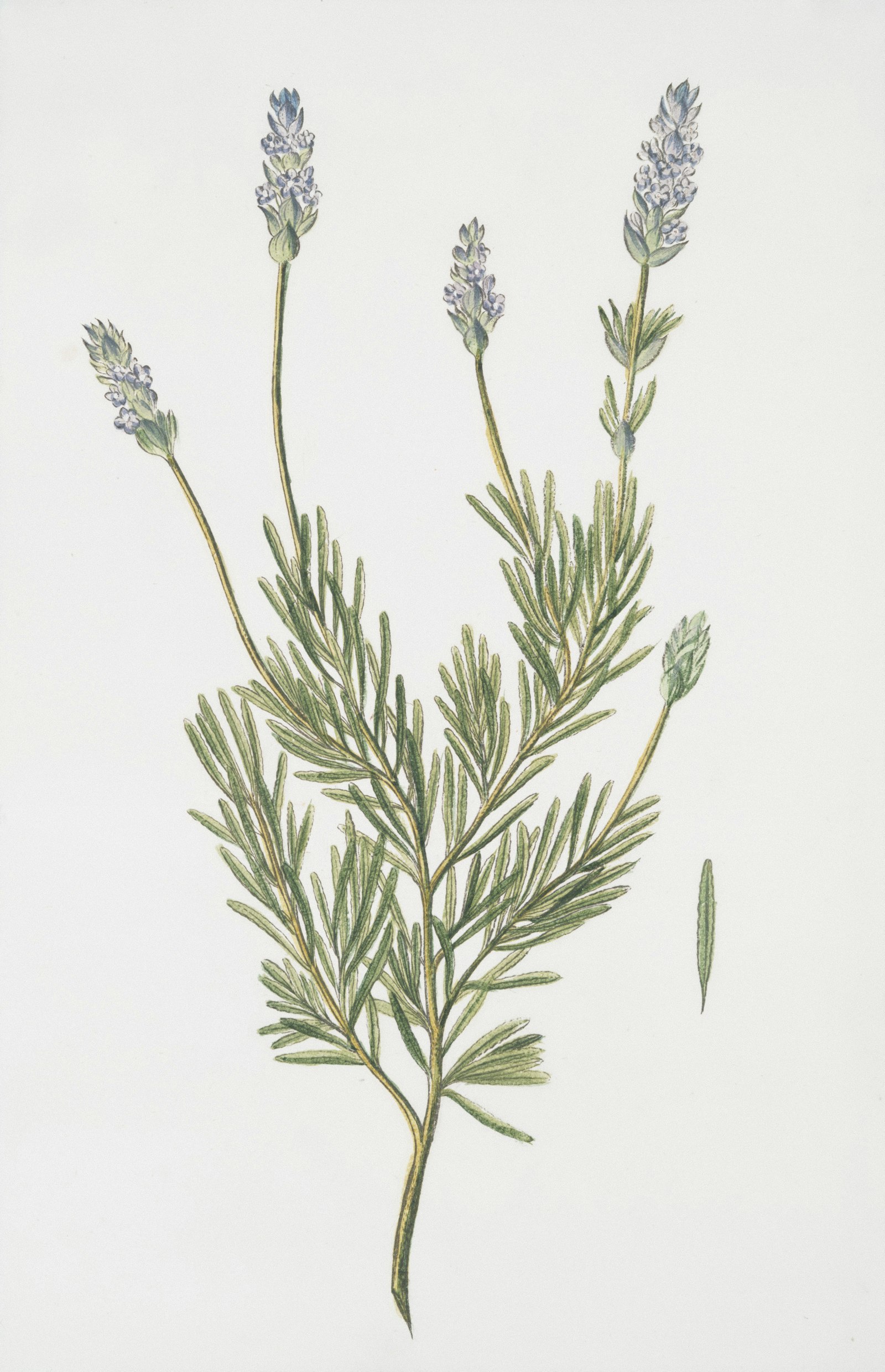 brin de lavande aux fleurs violet pâle, matière aromatique proche du petitgrain en parfumerie