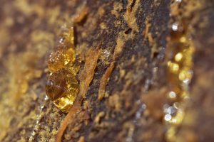 Résine dorée sur surface rocheuse, évoquant les larmes de gomme-résine de Commiphora — opoponax — Noble Essence