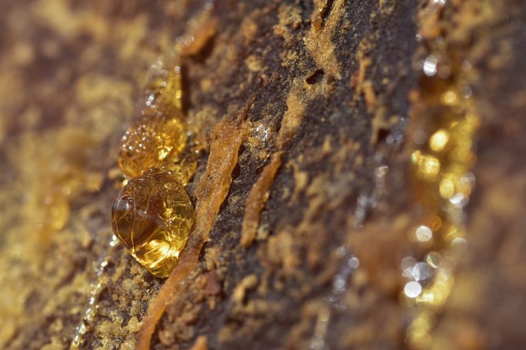 Résine dorée sur surface rocheuse, évoquant les larmes de gomme-résine de Commiphora — opoponax — Noble Essence