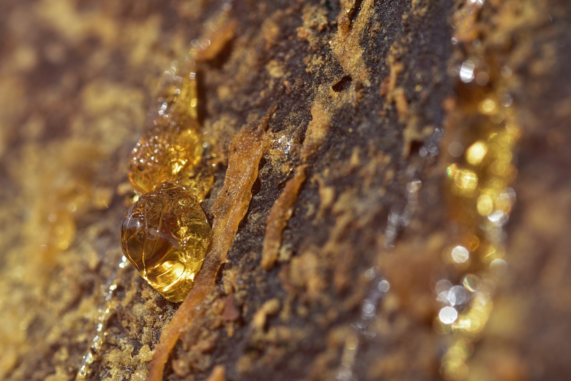 Résine dorée sur surface rocheuse, évoquant les larmes de gomme-résine de Commiphora — opoponax — Noble Essence