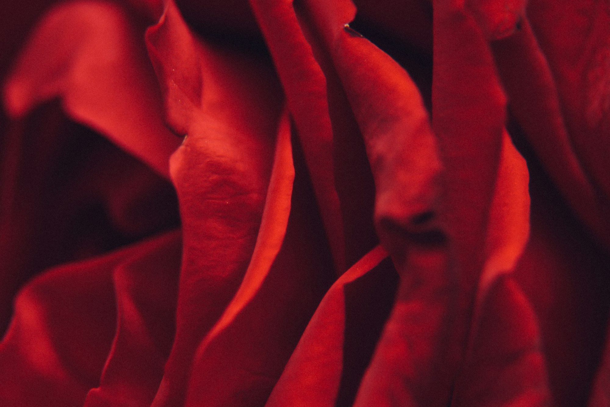 Oud femme — pétales de rose associés au bois d'agar — Noble Essence