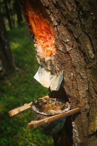 résine d'arbre récoltée goutte à goutte dans un bol, procédé similaire à l'extraction de l'élemi