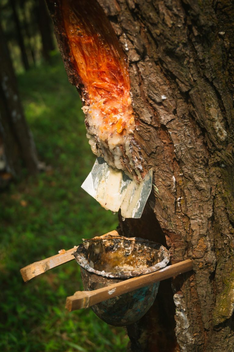 résine d'arbre récoltée goutte à goutte dans un bol, procédé similaire à l'extraction de l'élemi