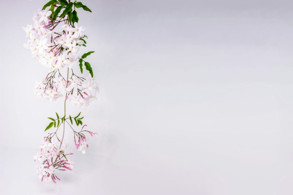 fleurs de jasmin blanches en pleine floraison, matière florale puissante en parfumerie
