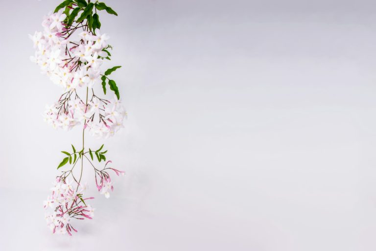 fleurs de jasmin blanches en pleine floraison, matière florale puissante en parfumerie