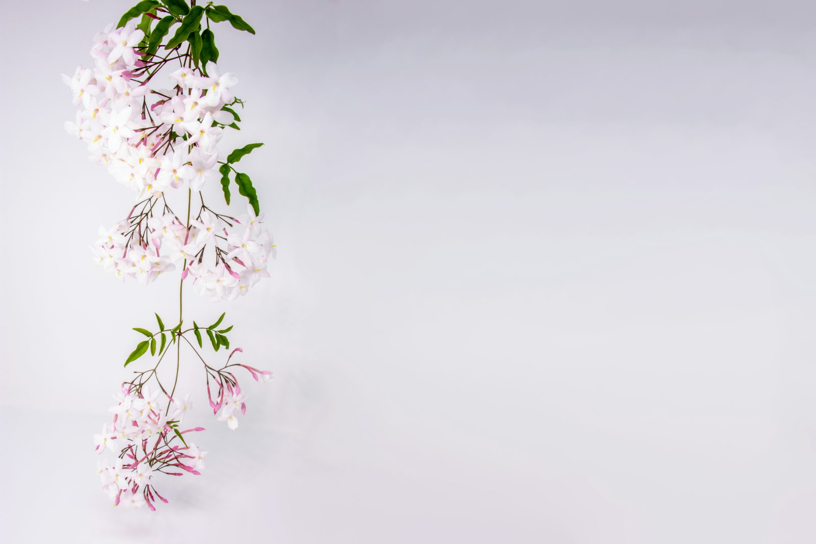 fleurs de jasmin blanches en pleine floraison, matière florale puissante en parfumerie