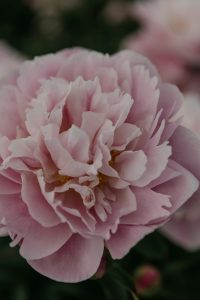 gros plan sur une pivoine rose, fleur emblématique du parfum floral gourmand