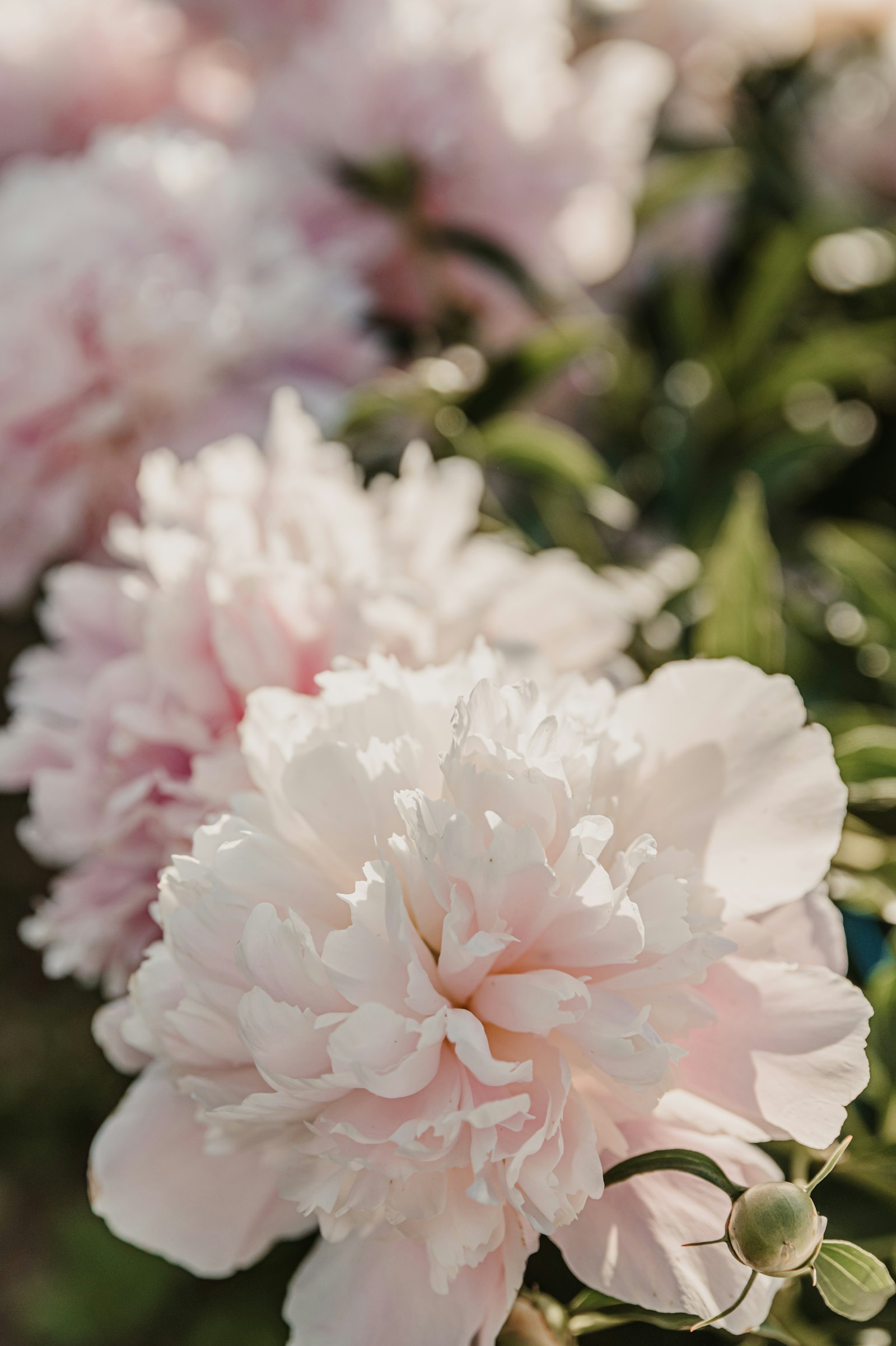 bouquet de fleurs roses, floral sucré et romantique en parfumerie
