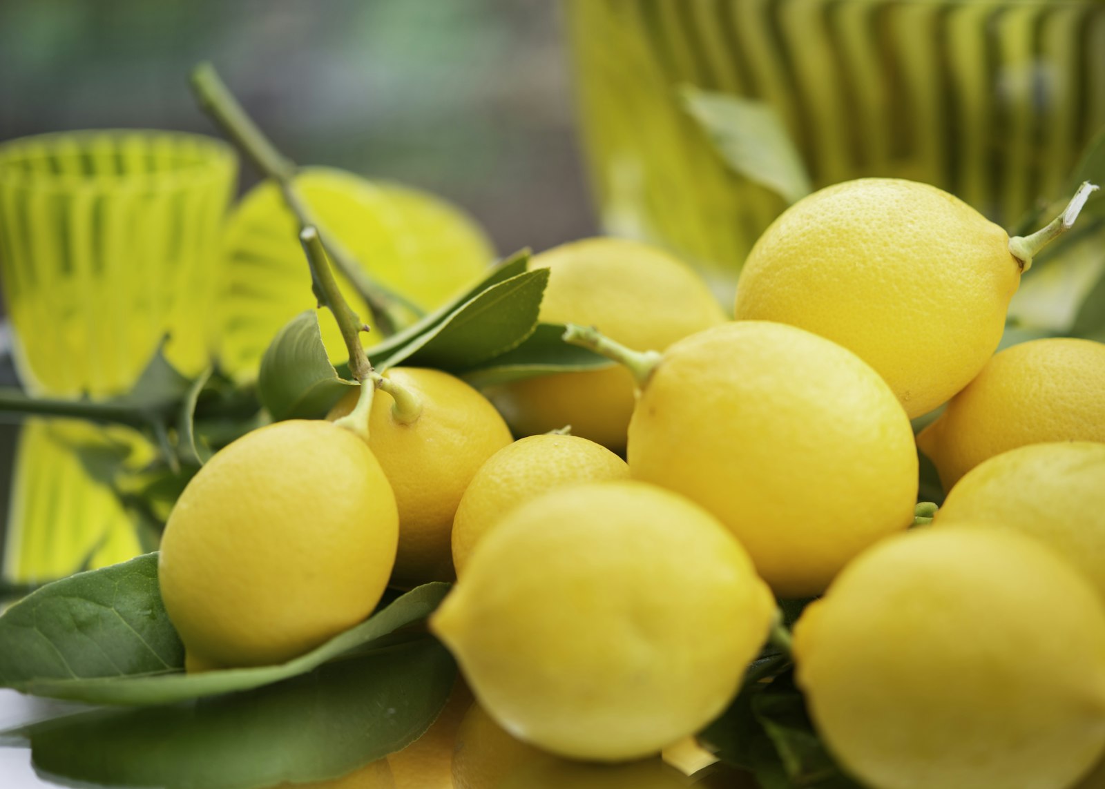 agrumes jaunes frais sur feuilles vertes, famille hespéridée du parfum fruité