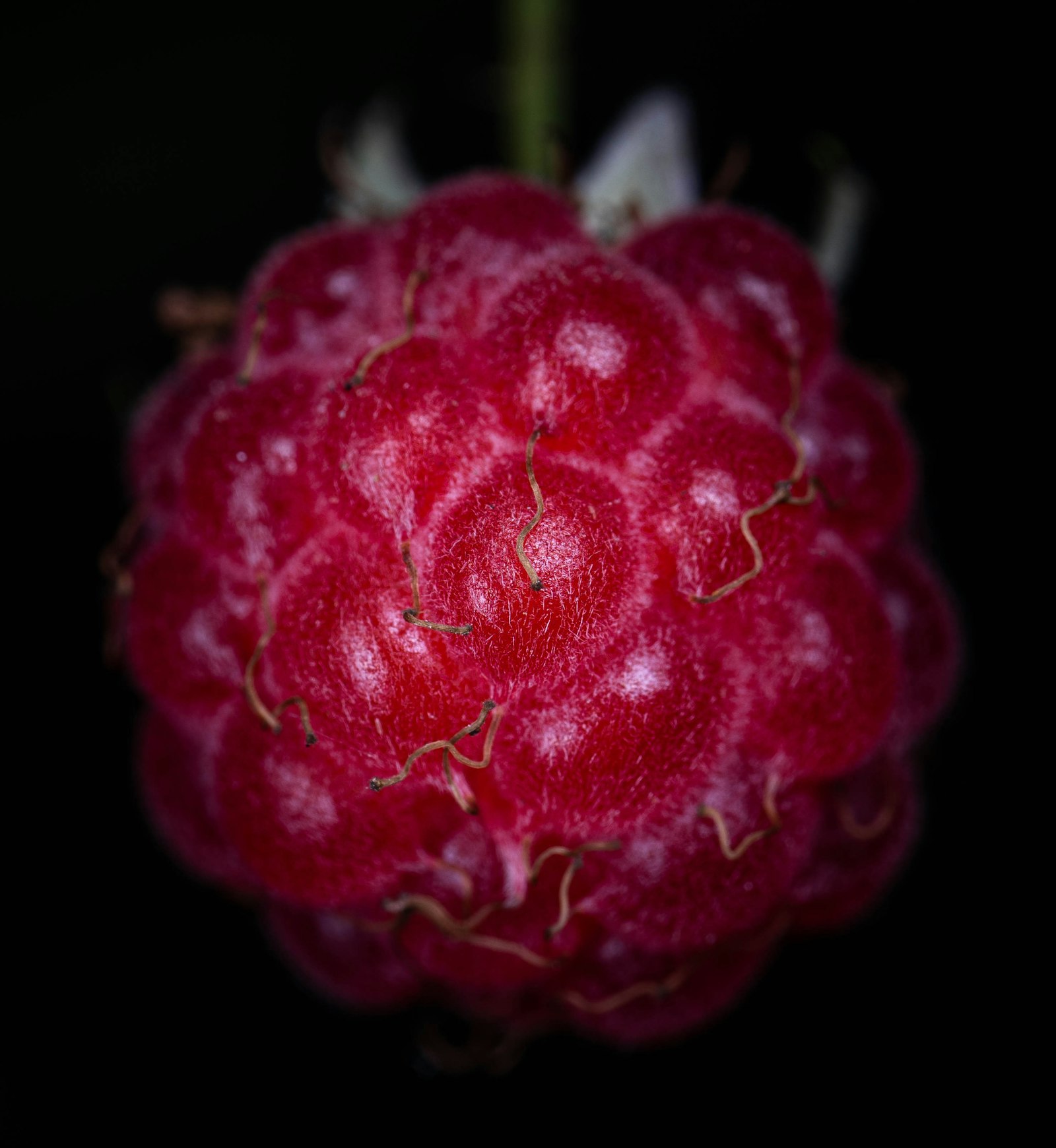 framboise en gros plan sur fond noir, fruit rouge utilisé en parfumerie