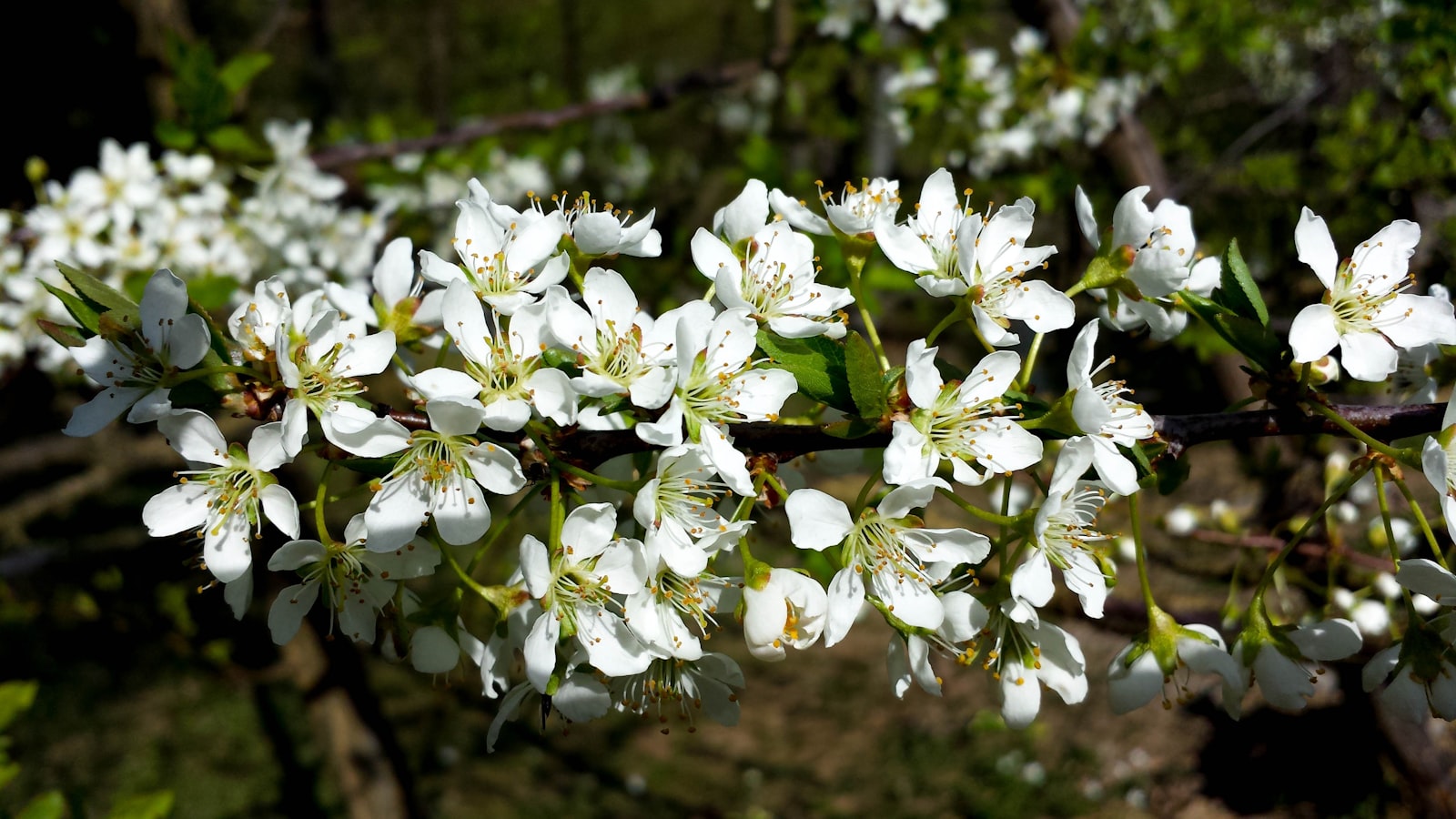 branche de fleurs de cerisier en fleurs, symbole du parfum de printemps