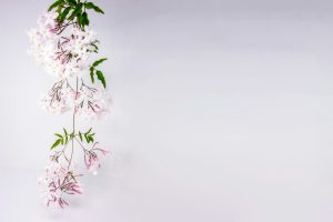 Jasmin en parfumerie — fleurs blanches de jasmin sur une liane — Noble Essence