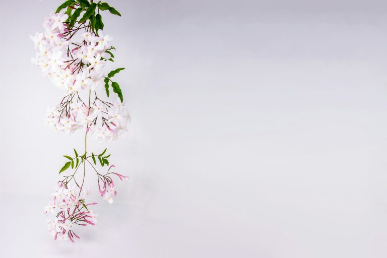Jasmin en parfumerie — fleurs blanches de jasmin sur une liane — Noble Essence
