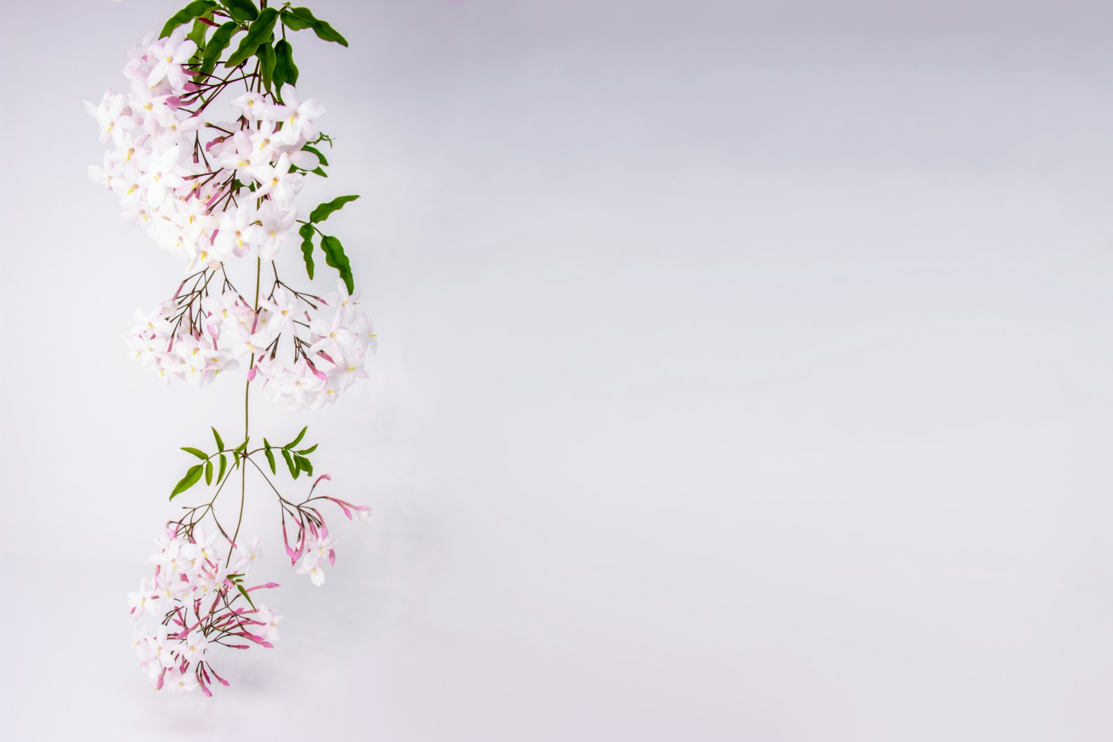 Jasmin en parfumerie — fleurs blanches de jasmin sur une liane — Noble Essence