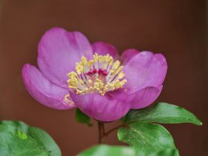 Fleur de pivoine rose — note florale ronde de Yuzu Nara — Noble Essence