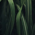 Plante de vétiver aux feuilles fines — racine utilisée en parfumerie — Noble Essence