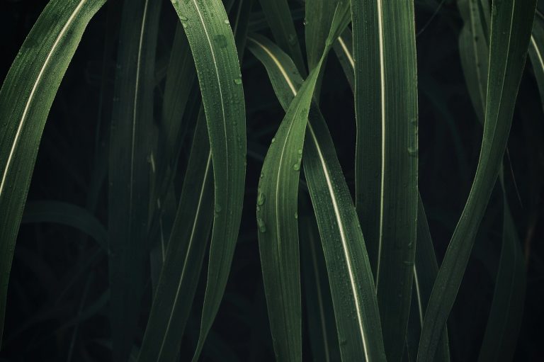 Plante de vétiver aux feuilles fines — racine utilisée en parfumerie — Noble Essence