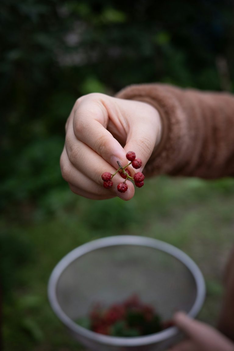 main tenant des petites baies rouges de poivre du Sichuan au-dessus d'un tamis