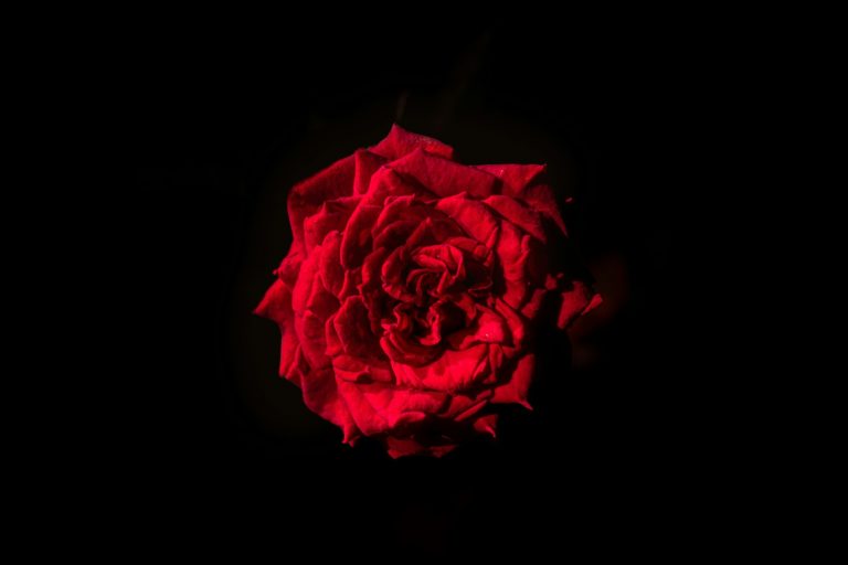 rose rouge unique se détachant sur fond noir, fleur de l'accord safran-rose en parfumerie orientale
