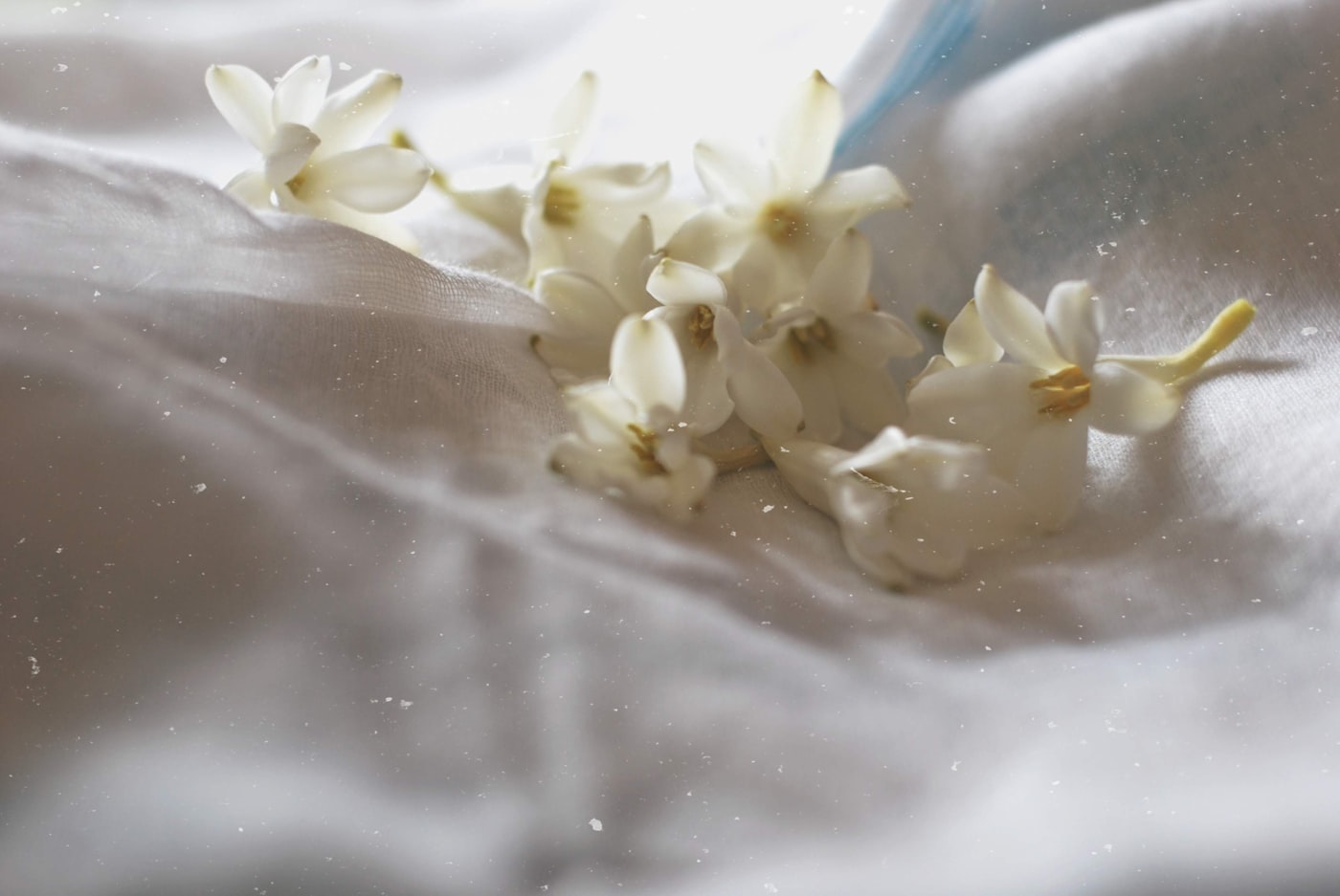 Tubéreuse en parfumerie — gros plan sur une fleur blanche — Noble Essence