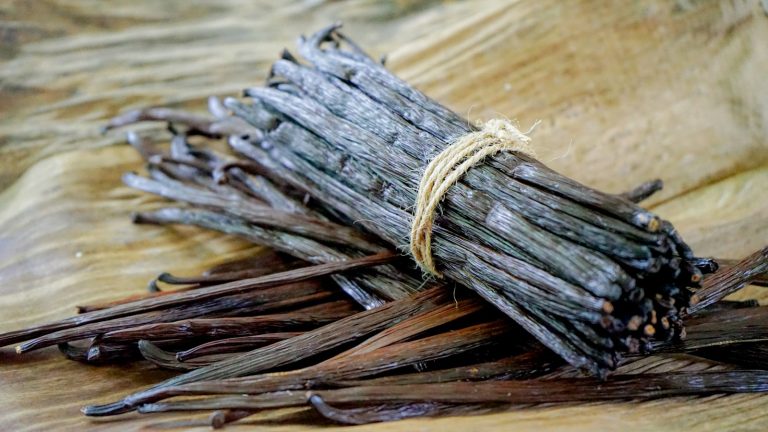 Gousses de vanille brutes, à l'origine des différents types de vanille utilisés en parfumerie