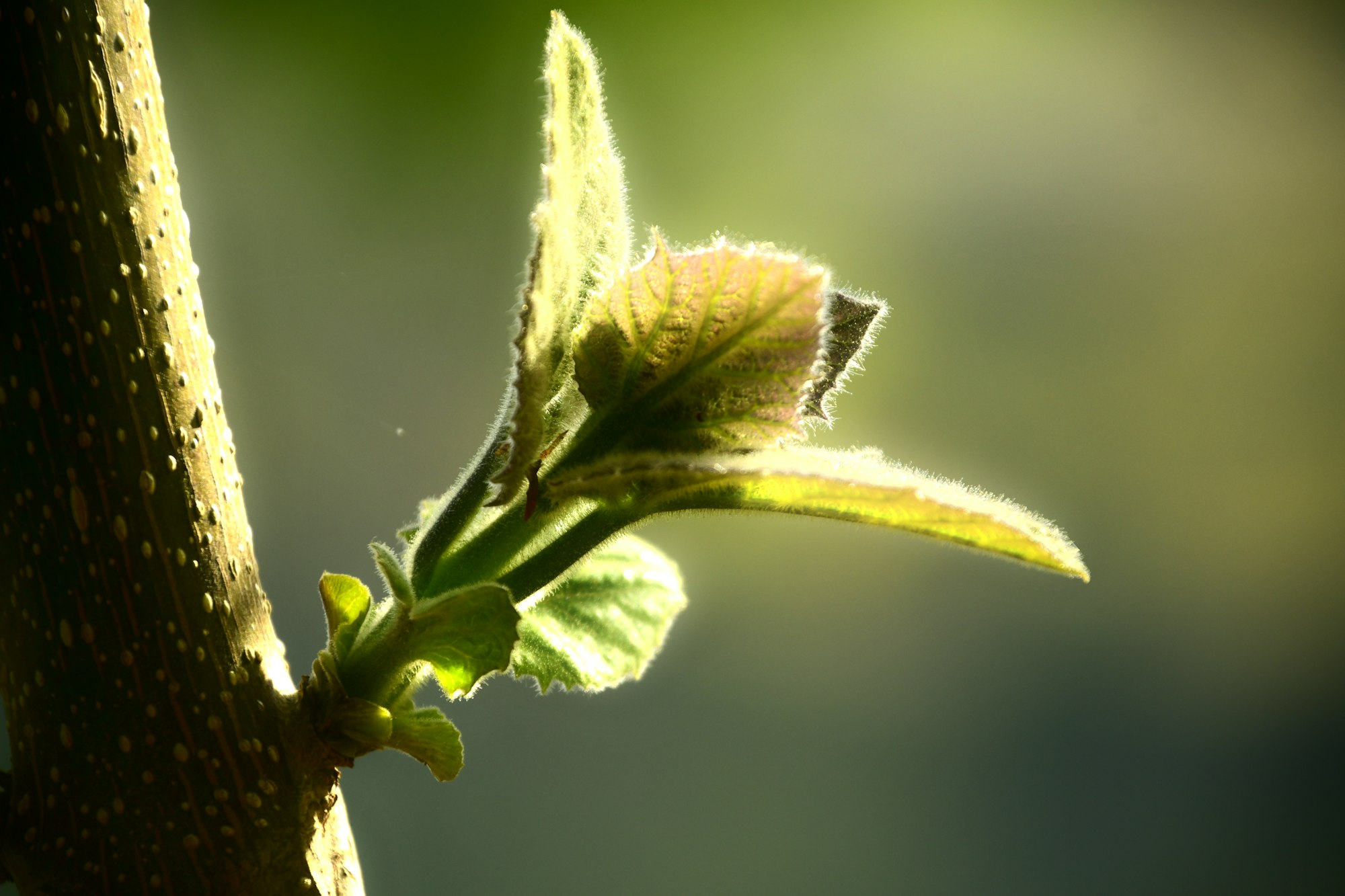 Jeune feuille sur une branche d'arbre — bourgeon de cassis en parfumerie — Noble Essence
