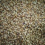 Graines de coriandre brunes en gros plan — matière chaude et boisée en parfumerie — Noble Essence