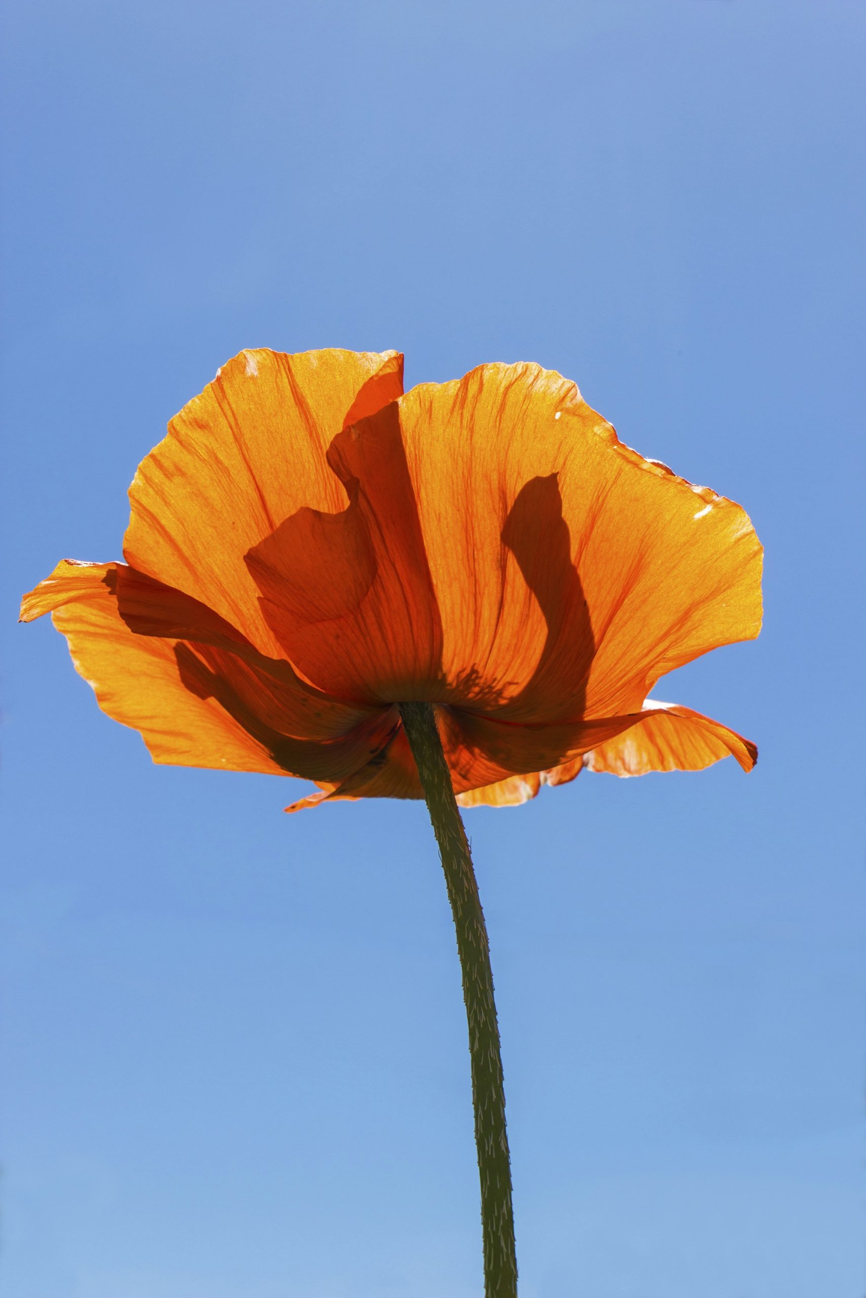 Fleur de bigaradier sous ciel bleu — arbre à l'origine du néroli et du petitgrain — Noble Essence