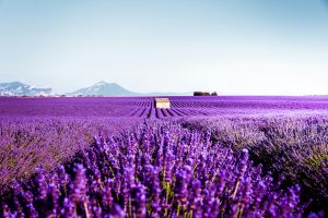 Champ de lavande avec montagnes en arrière-plan, Provence — terroir historique de Grasse — Noble Essence