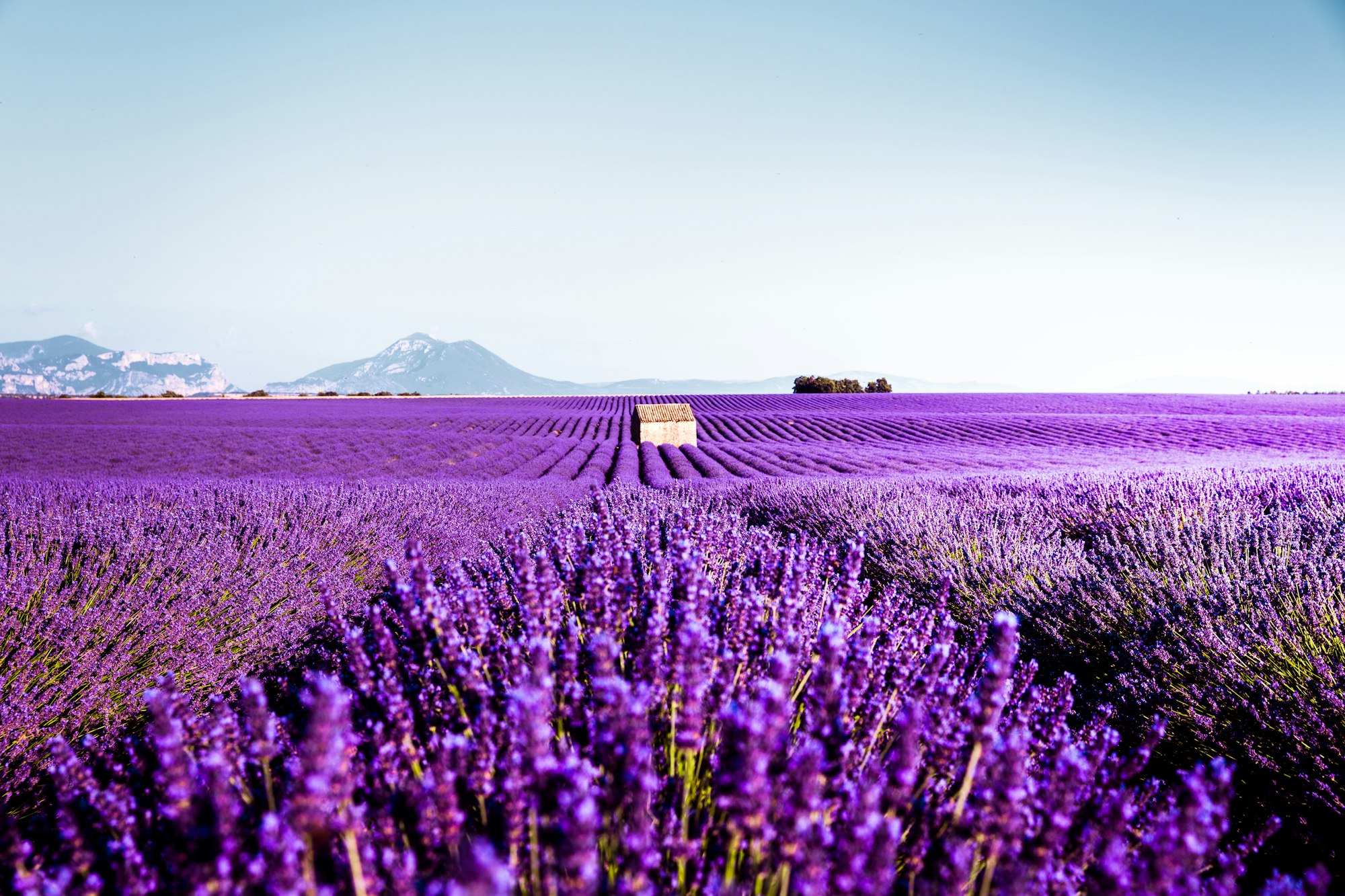 Champ de lavande avec montagnes en arrière-plan, Provence — terroir historique de Grasse — Noble Essence