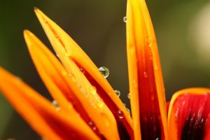 Gouttes de rosée sur des pétales orange — fraîcheur transparente évoquant l'hedione — Noble Essence