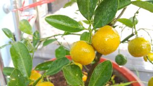 Kumquats orange sur la branche — note de tête acidulée de Rio Grande — Noble Essence