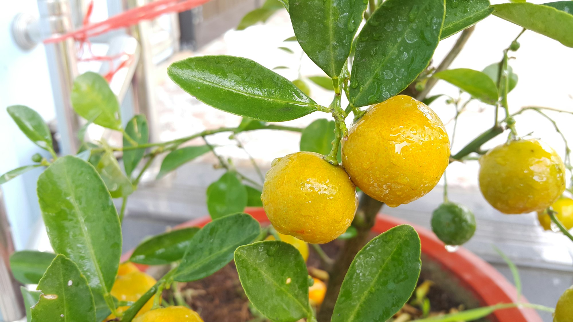 Kumquats orange sur la branche — autre agrume rare en parfumerie — Noble Essence