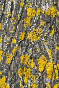 Lichen jaune-vert sur écorce d'arbre — mousse de chêne en parfumerie — Noble Essence