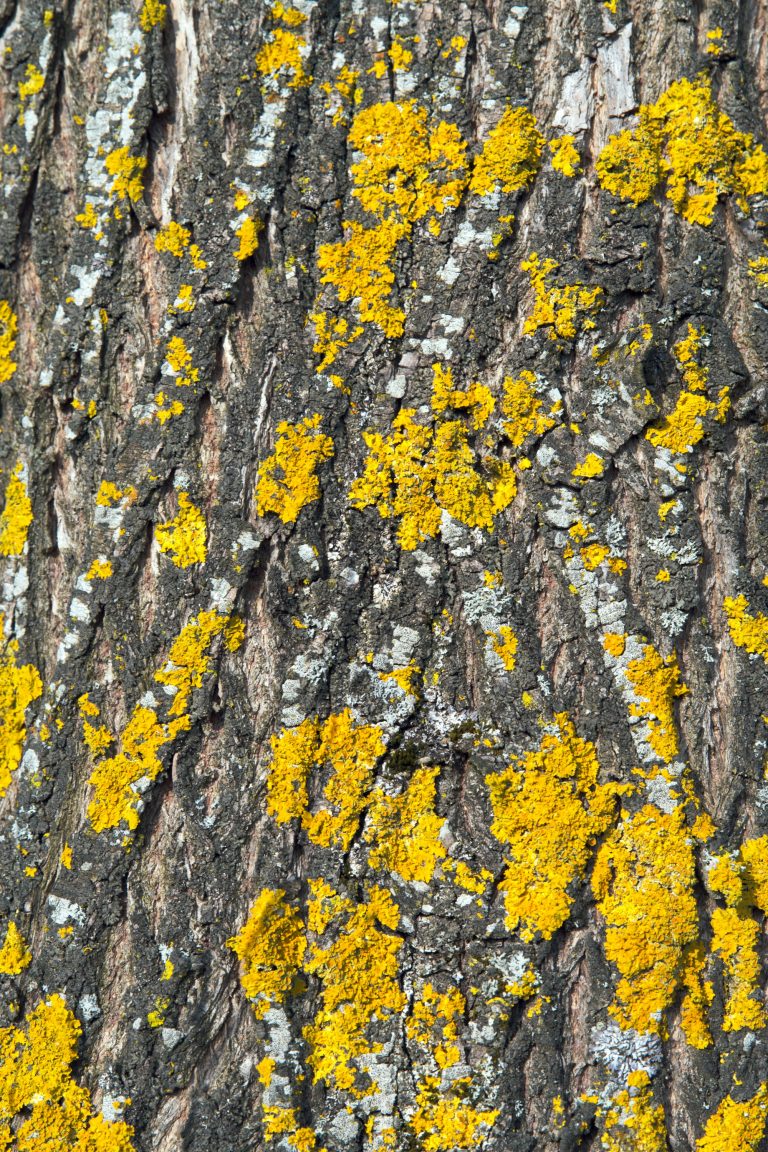 Lichen jaune-vert sur écorce d'arbre — mousse de chêne en parfumerie — Noble Essence