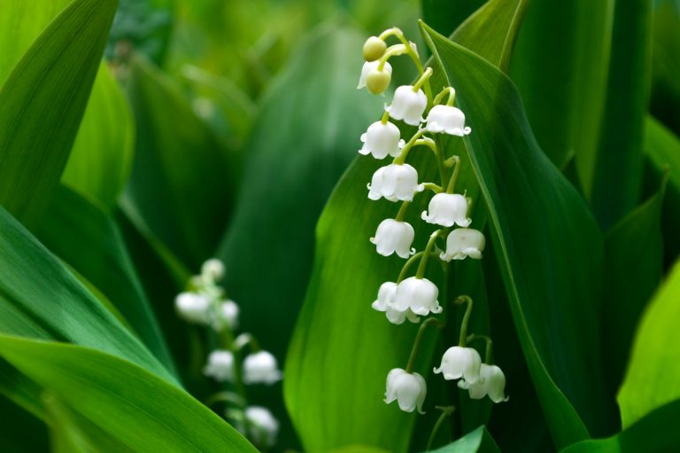 Macrophotographie de petites fleurs blanches en clochettes — muguet en parfumerie — Noble Essence