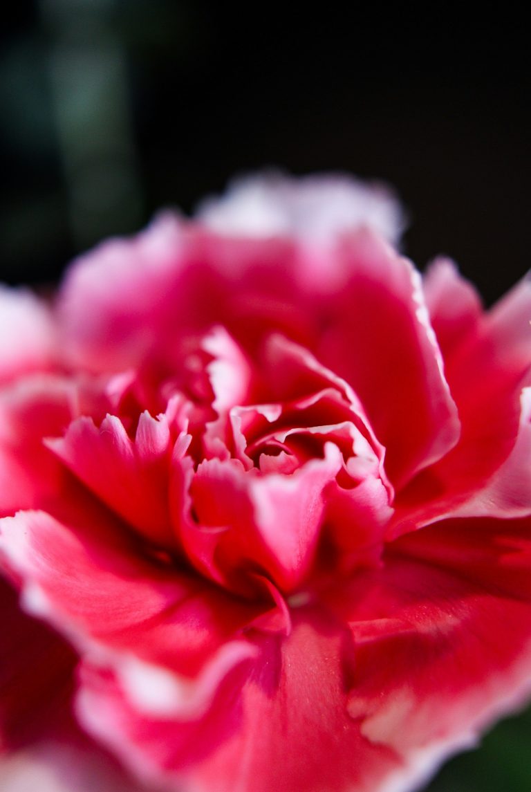 Fleur d'œillet rose et blanc en gros plan — note épicée-florale en parfumerie — Noble Essence