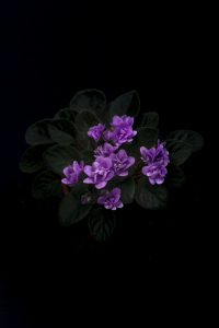 Fleur violette pourpre en gros plan — note florale poudrée en parfumerie — Noble Essence