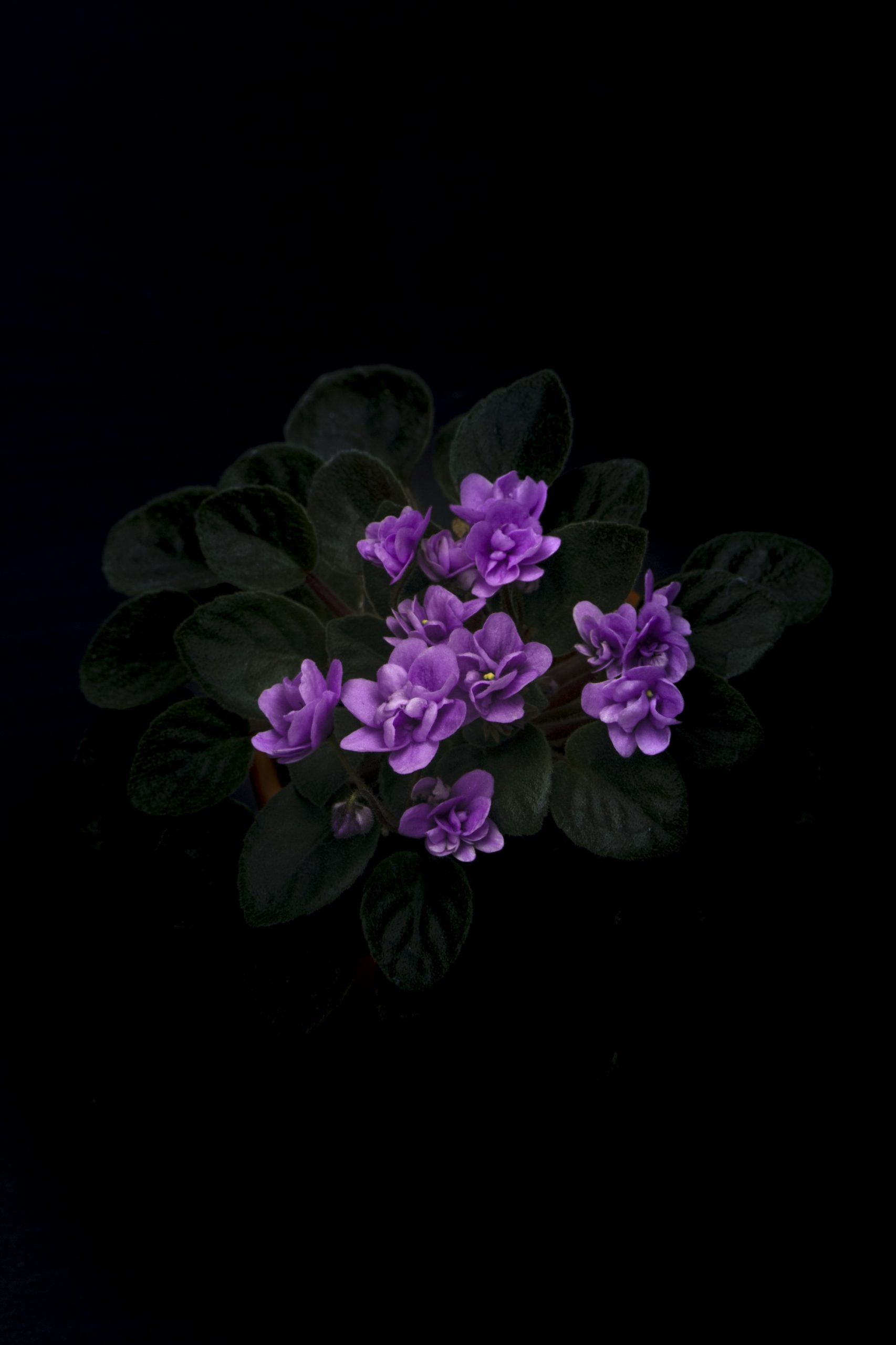 Fleur violette pourpre en gros plan — note florale poudrée en parfumerie — Noble Essence