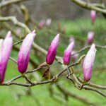 fleur de magnolia blanche en bouton sur une branche, matière première de parfumerie