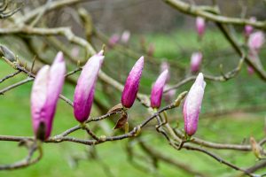 fleur de magnolia blanche en bouton sur une branche, matière première de parfumerie