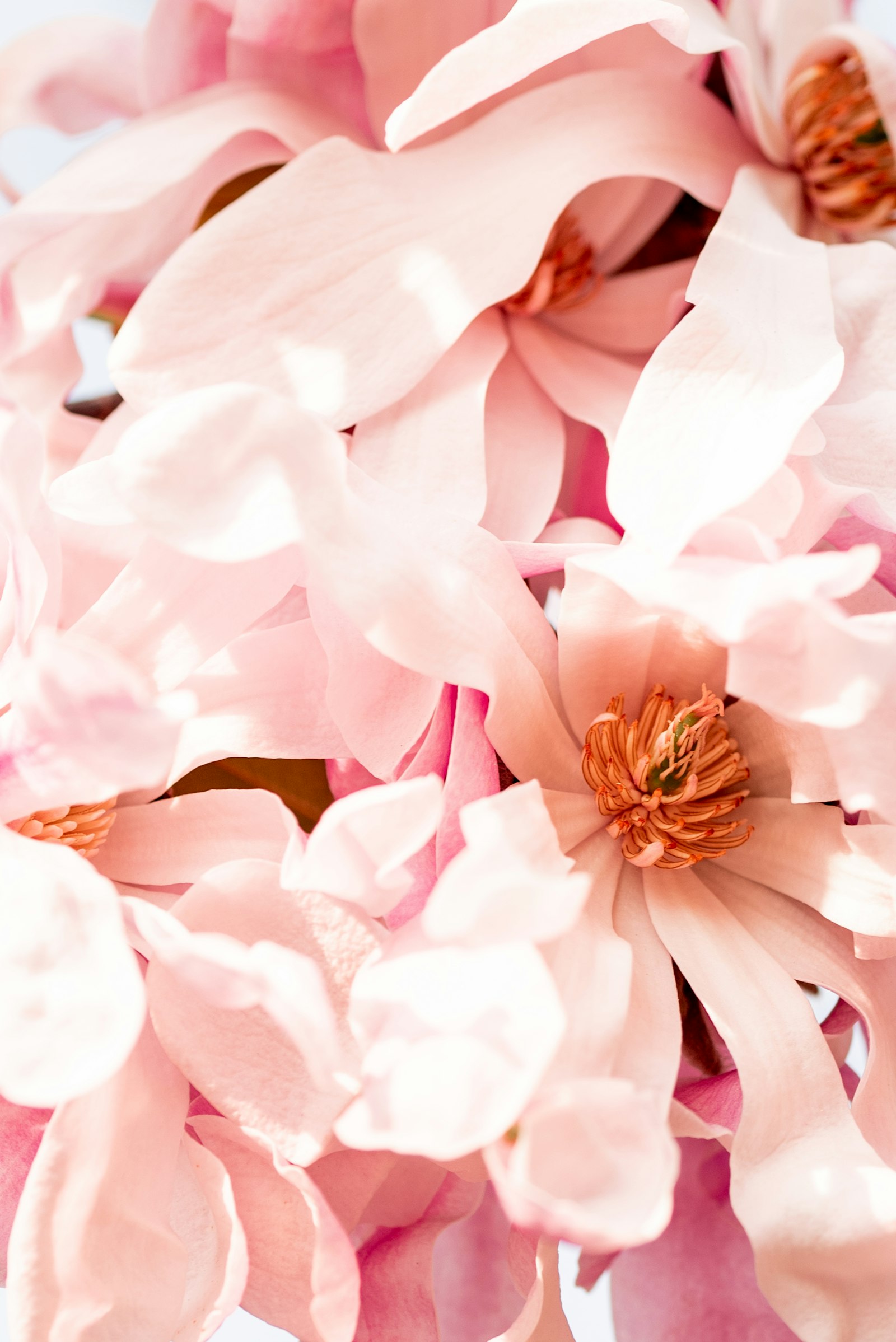 pétales de magnolia rose en gros plan, profil olfactif frais et citronné